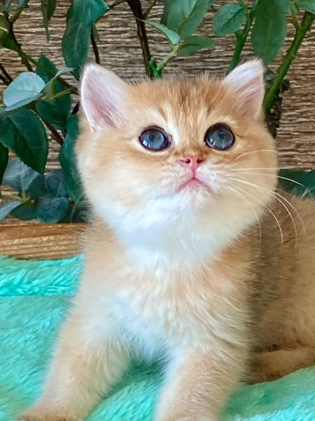 British Shorthair