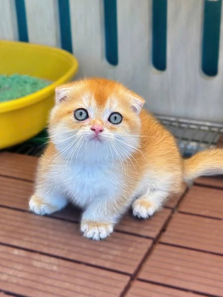 Munchkin Fold