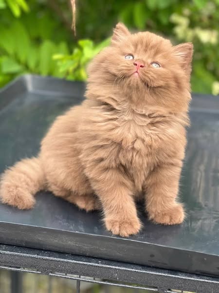 British Longhair