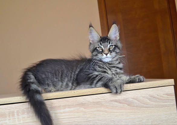 Maine Coon