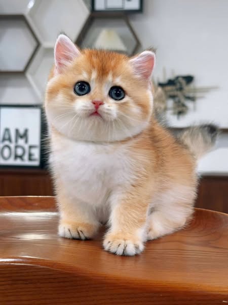 British Shorthair