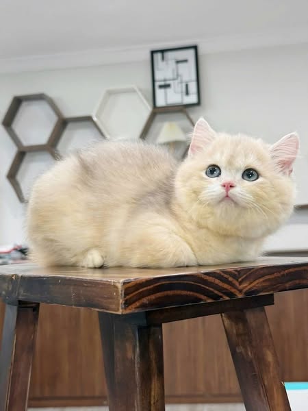 Munchkin