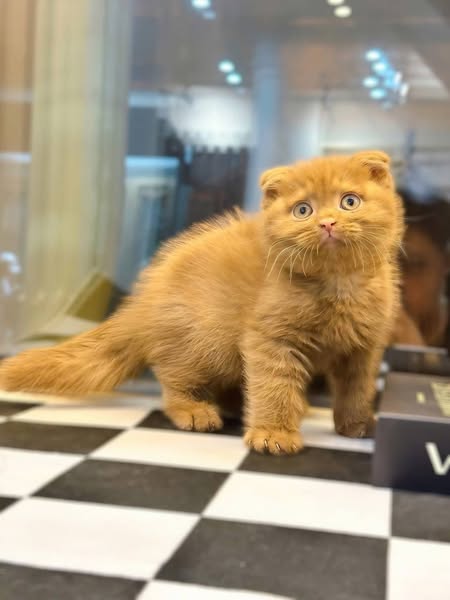 Scottish Fold