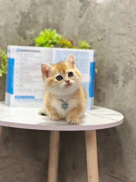 Munchkin