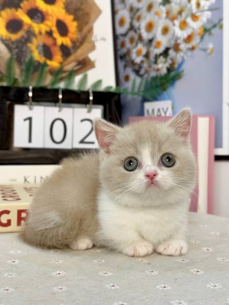 Munchkin