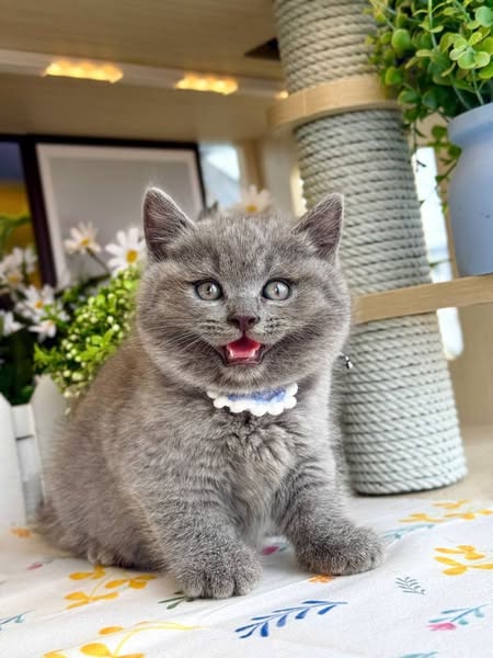 British Shorthair