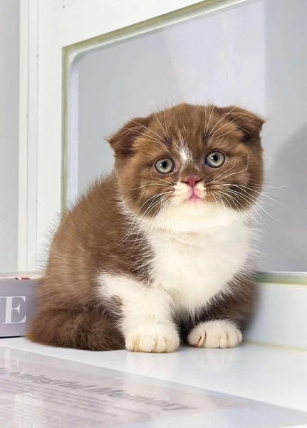 Munchkin Fold