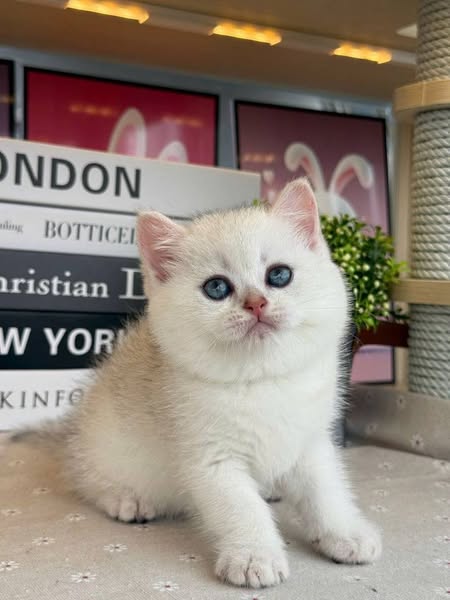 British Shorthair