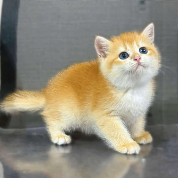 British Shorthair