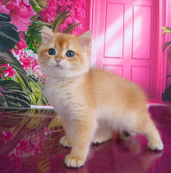 British Shorthair
