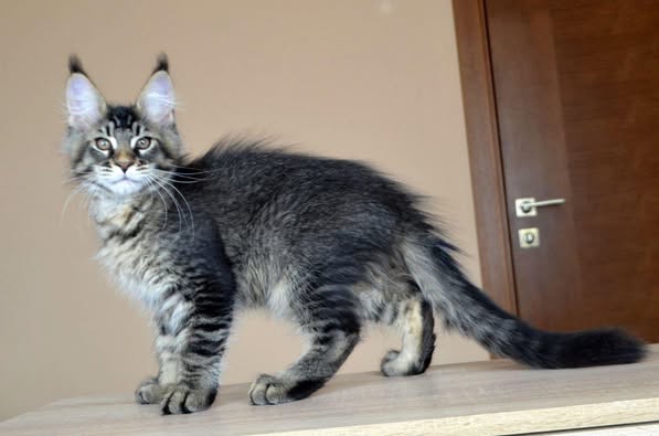 Maine Coon