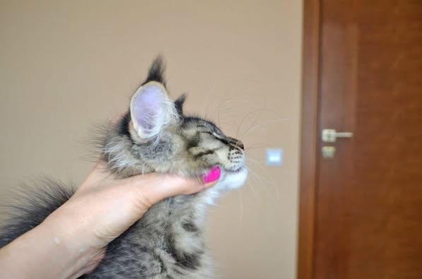 Maine Coon