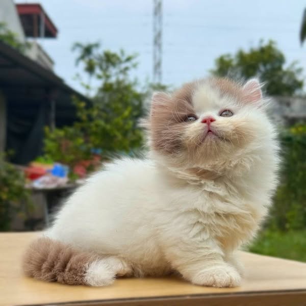 Munchkin Longhair