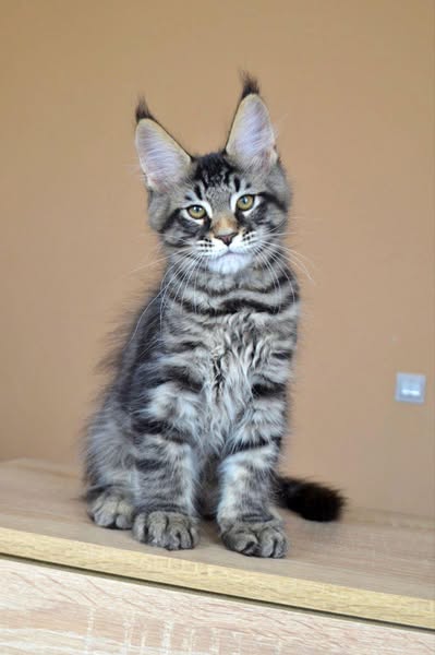 Maine Coon