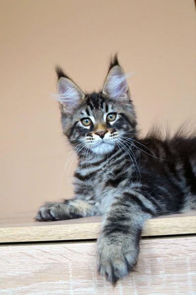 Maine Coon