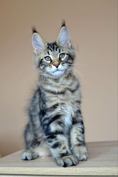 Maine Coon
