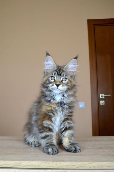 Maine Coon