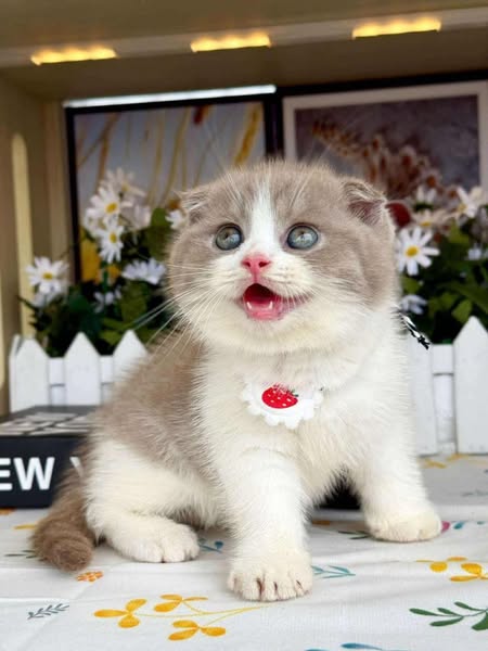 Scottish Fold