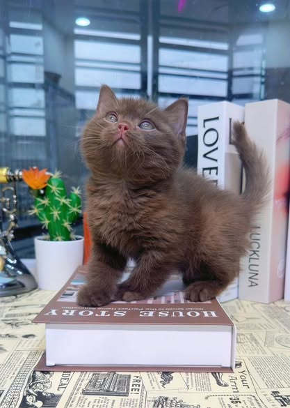 British Shorthair