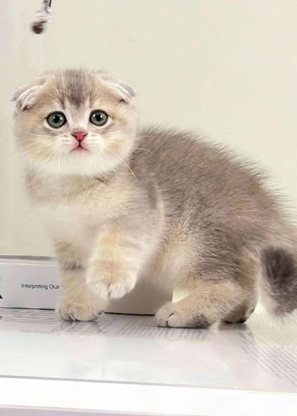 Scottish Fold