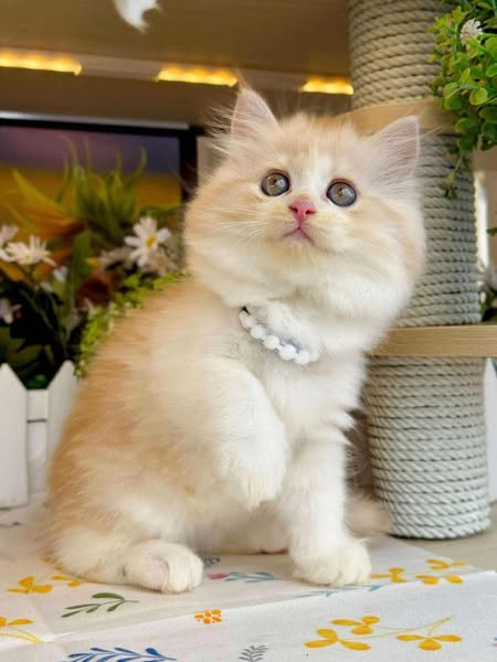 British Longhair