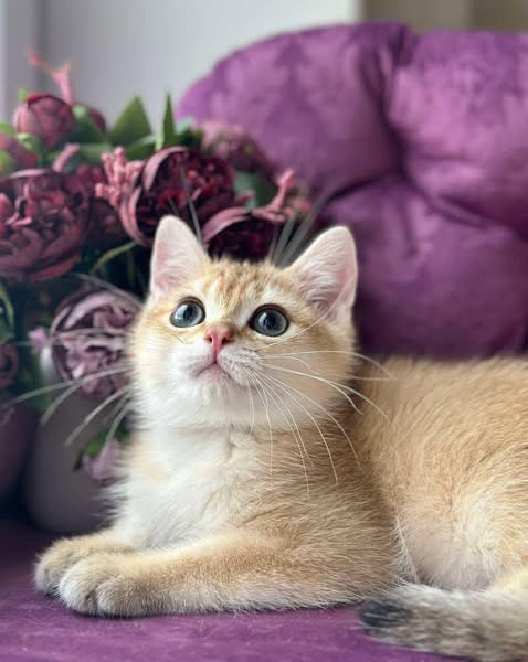 British Shorthair