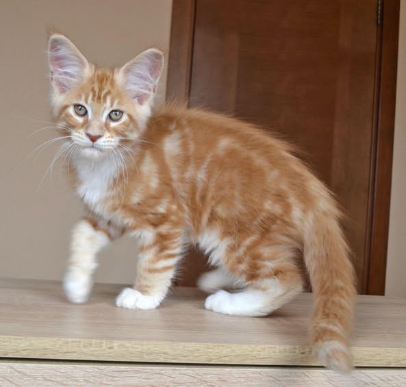 Maine Coon