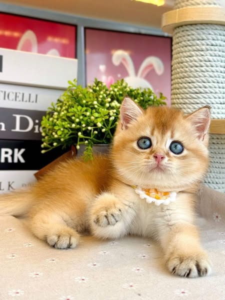 British Shorthair