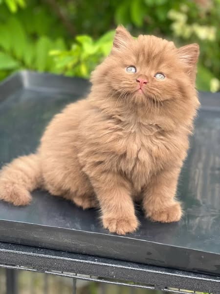 British Longhair