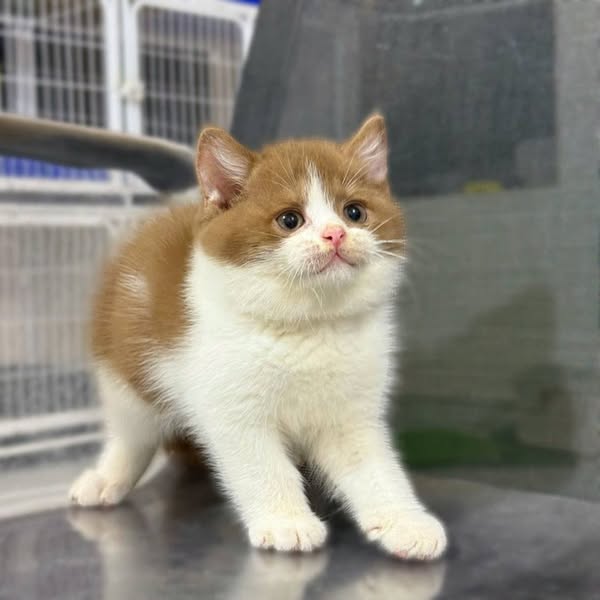 British Shorthair
