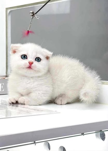 Munchkin Fold