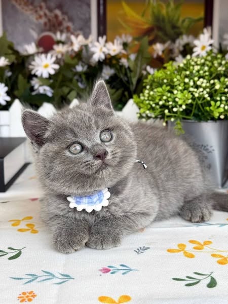 British Shorthair