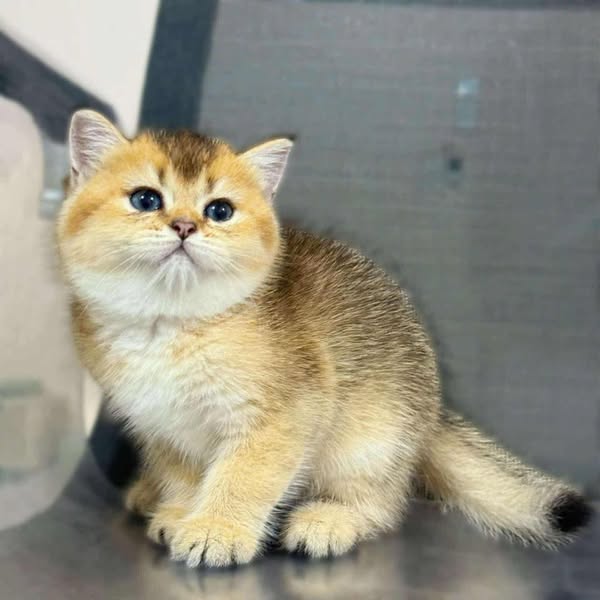 British Shorthair