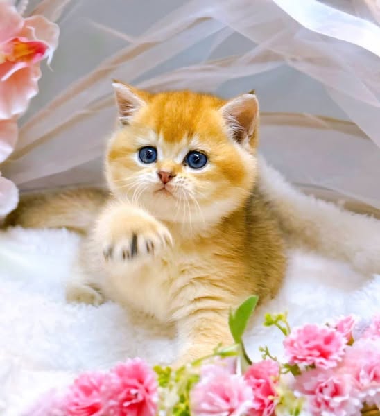 British Shorthair
