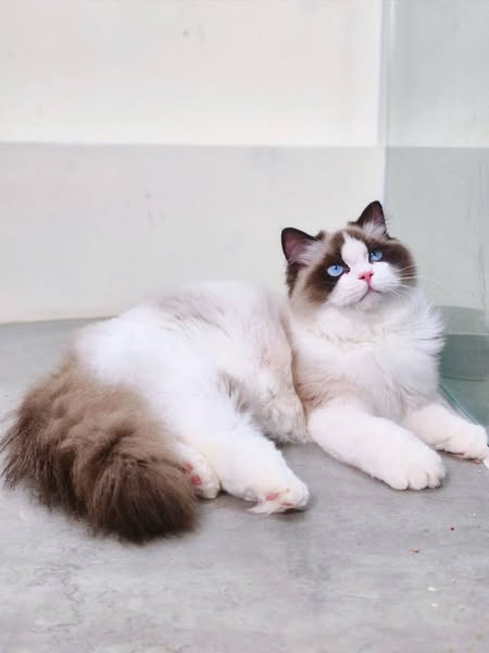 Ragdoll