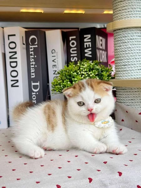 Munchkin Fold
