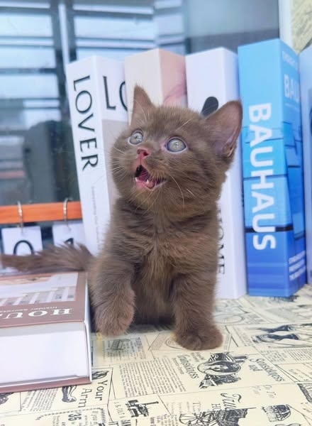 British Shorthair