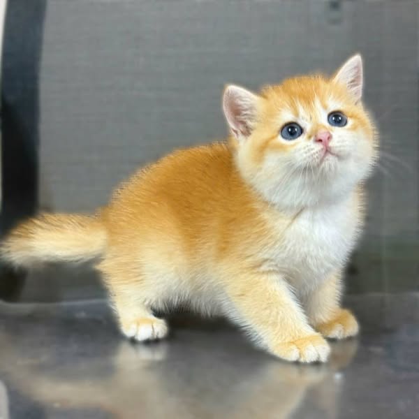 British Shorthair