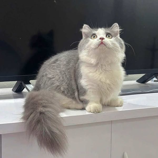 Munchkin Longhair
