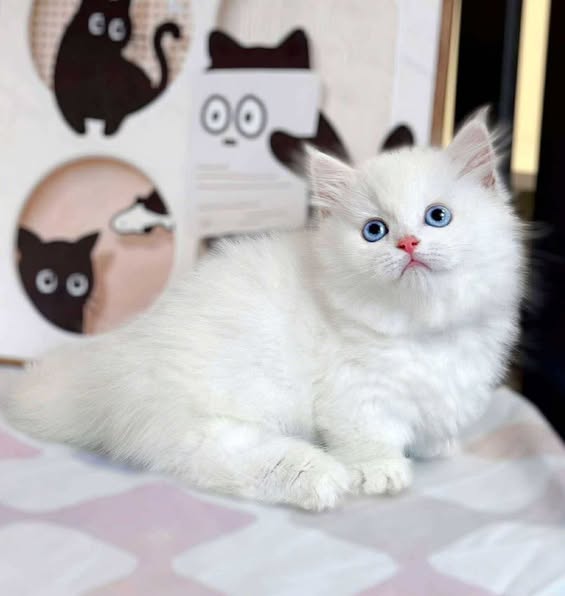 Munchkin Longhair