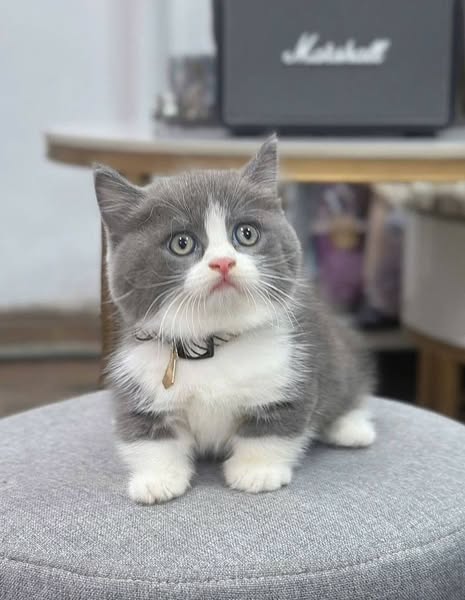 Munchkin