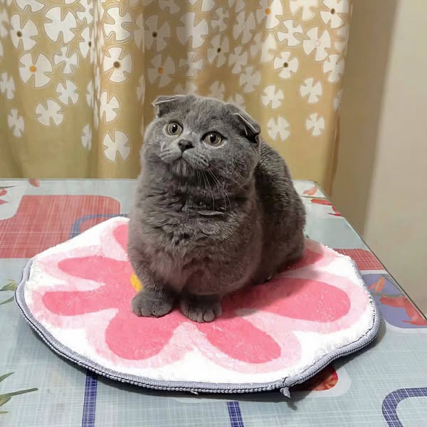 Munchkin Fold