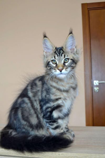 Maine Coon