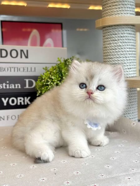 British Longhair