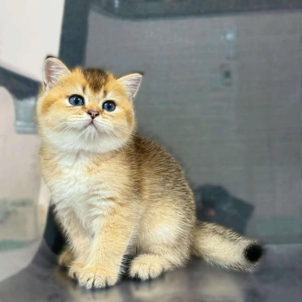 British Shorthair
