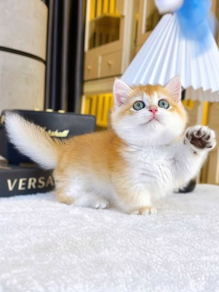 Munchkin