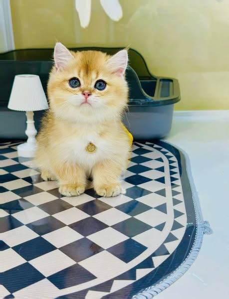 Munchkin
