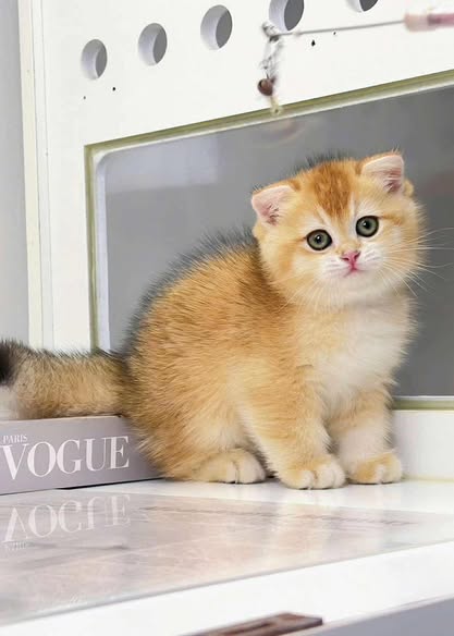 British Shorthair