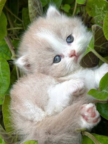 Munchkin Longhair