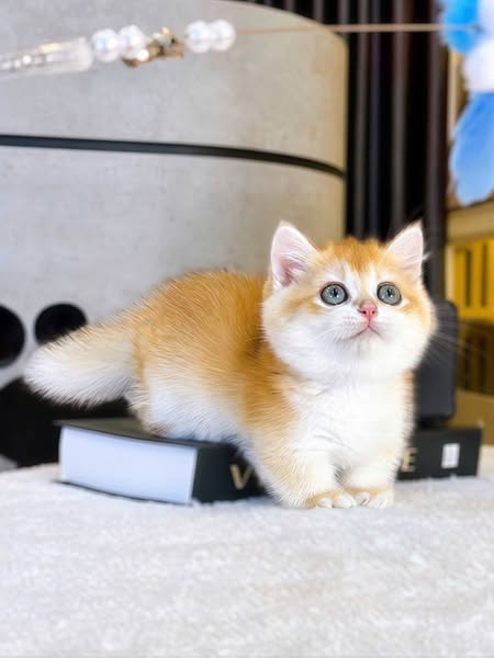 Munchkin